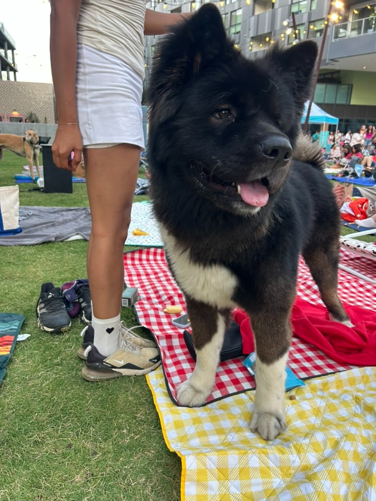 Original photo of a black and white Akita on a picnic blanket